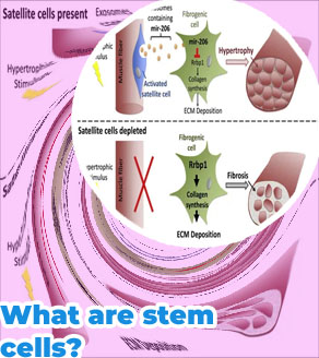 Best stem cell phd programs